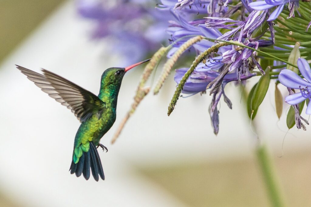 bird, hummingbird, flower-7926952.jpg